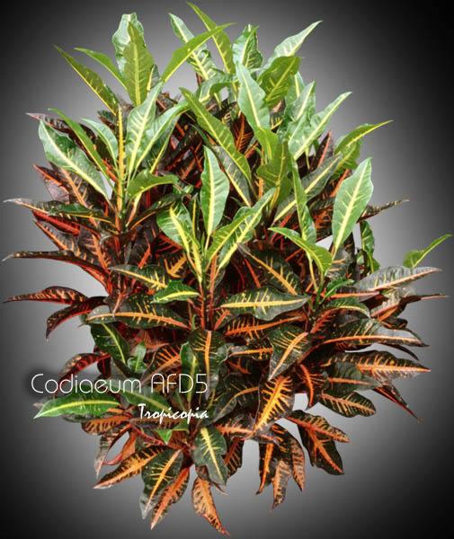 Foliage plant - Codiaeum AFD5 - Croton
